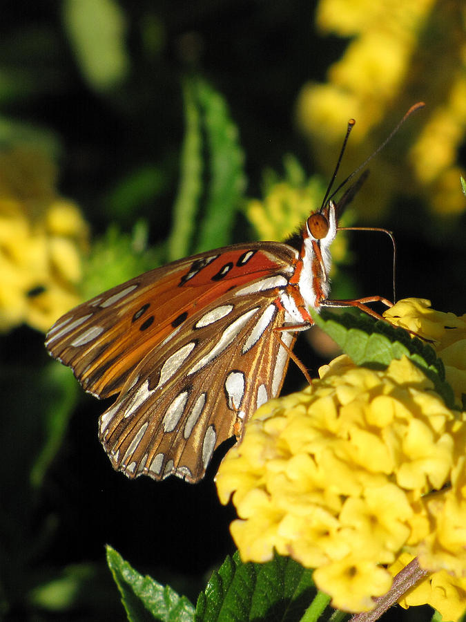 Butterfly Photograph - Gulf Fritillary by Amy Tyler