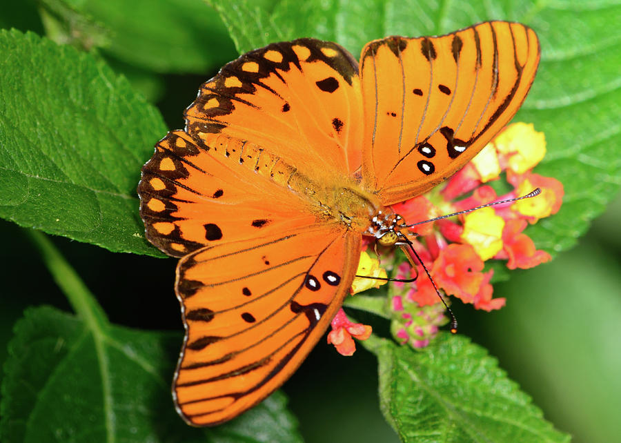 Gulf Fritillary Butterfly - Agraulis vanillae - and Lantana flo ...