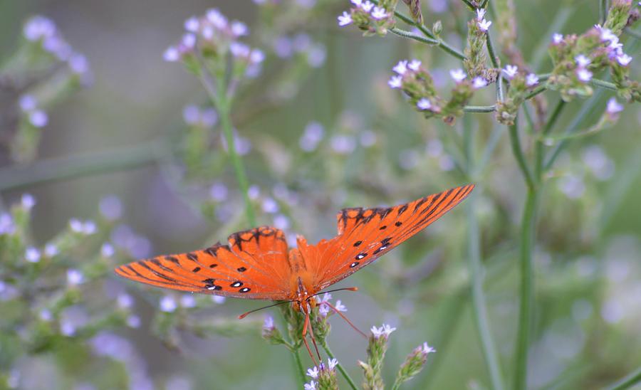 Gulf Fritillary Butterfly and Wildflowers 2  Photograph by Warren Thompson