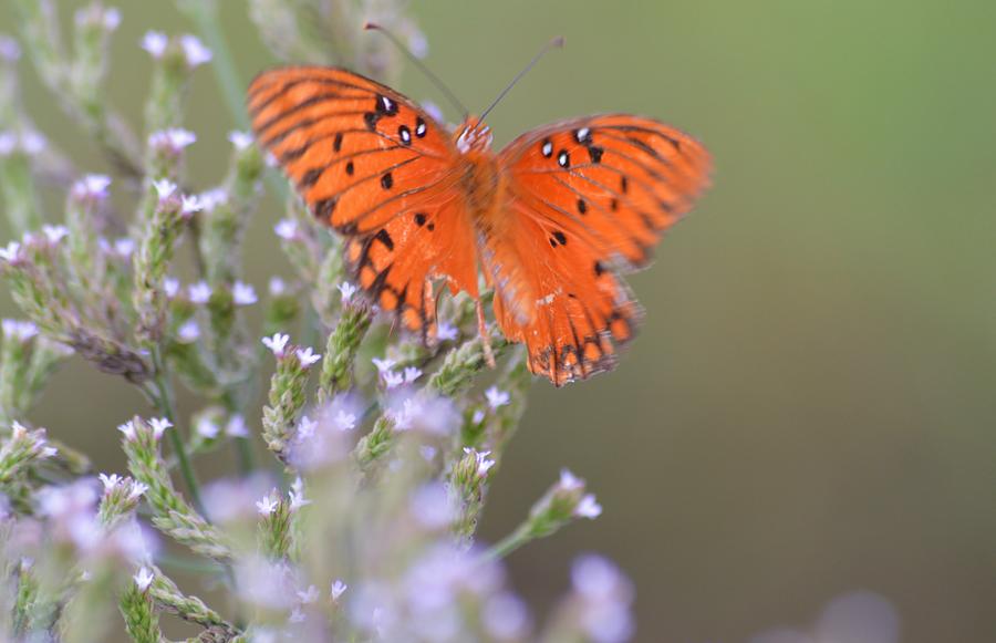 Gulf Fritillary Butterfly and Wildflowers  Photograph by Warren Thompson