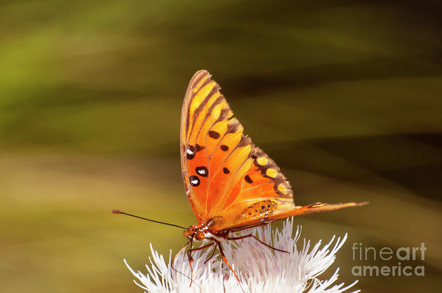 Gulf Fritillary Butterfly Photograph by Bob Phillips