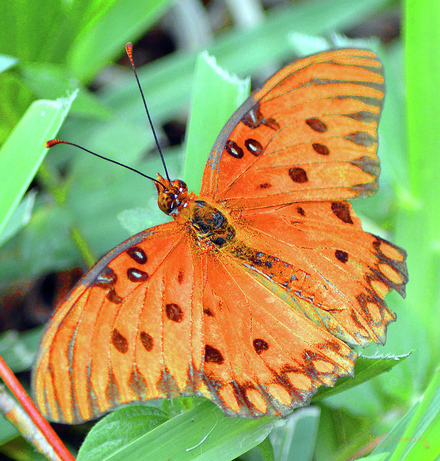 Gulf Fritillary Butterfly Cropped Photograph by Ken Figurski