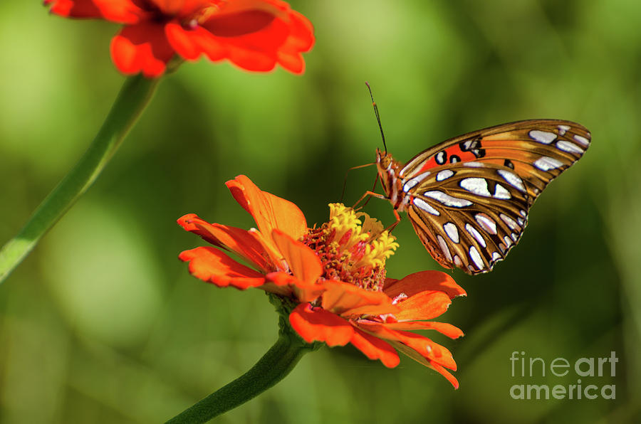 Gulf Fritillary Butterfly Photograph by Donna Brown