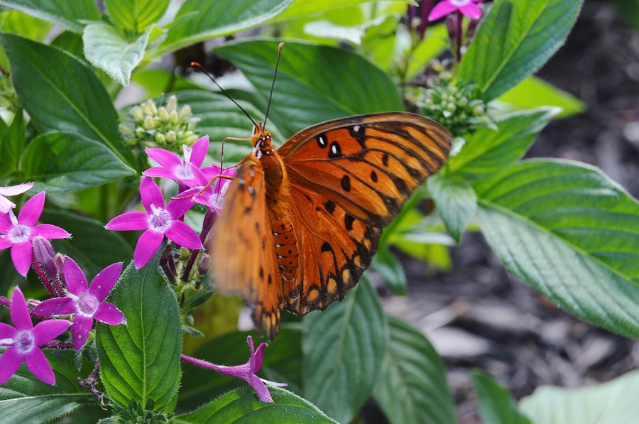 Gulf Fritillary Butterfly in Motion Photograph by Warren Thompson