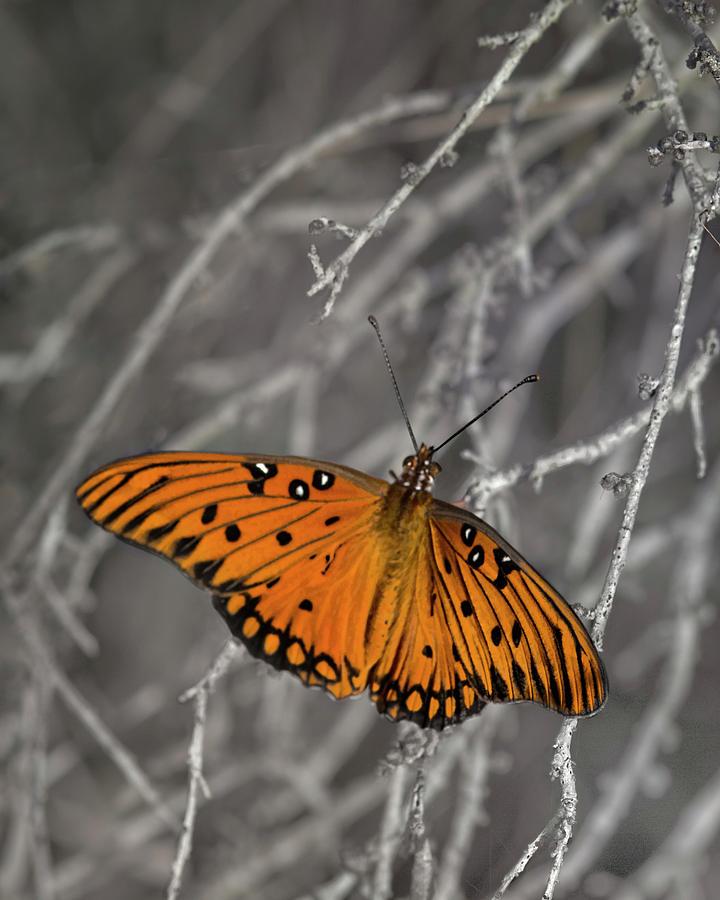 Gulf Fritillary Butterfly in the Brambles Photograph by Mitch Spence