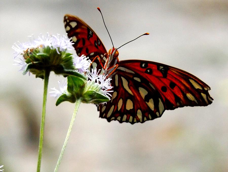 Gulf Fritillary Butterfly Photograph by Julie Pappas