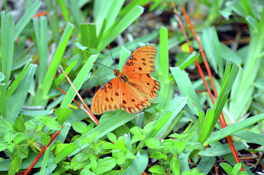 Gulf Fritillary Butterfly  Photograph by Ken Figurski