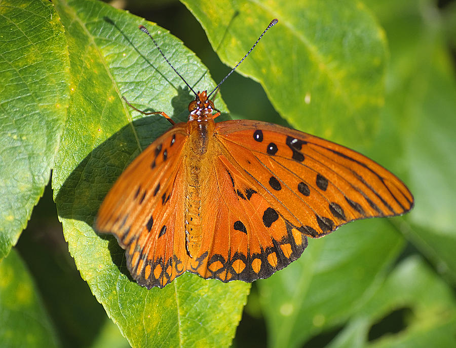 Gulf Fritillary Butterfly Photograph by Kenneth Albin