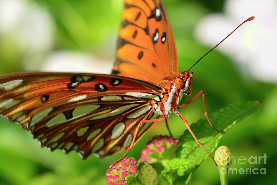 Gulf Fritillary Butterfly Photograph by Olga Hamilton
