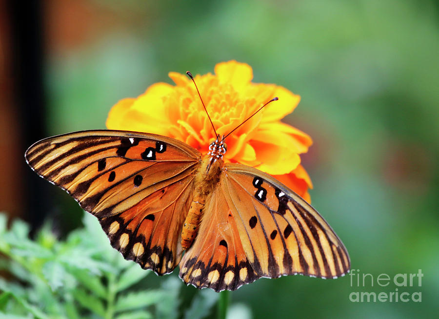 Gulf Fritillary Butterfly on Marigold Flower Photograph by Luana K Perez