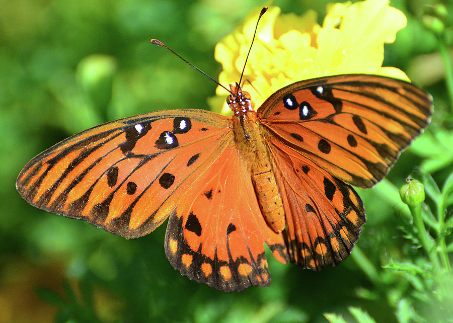 Gulf Fritillary Butterfly on Marigold Photograph by Jerry Griffin ...