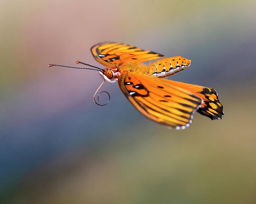 Animal Photograph - Gulf Fritillary Butterfly on the Wing by Steve Samples