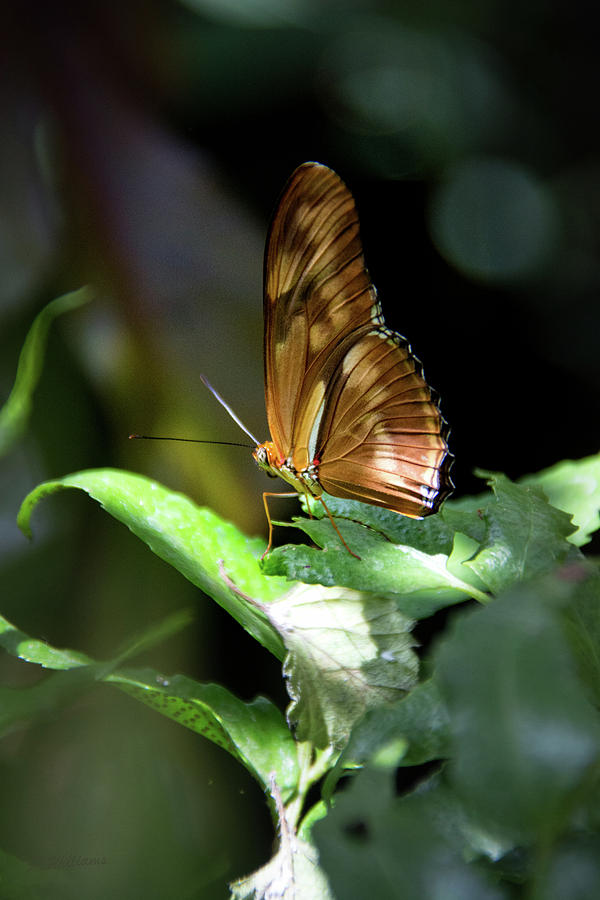 Gulf Fritillary Butterfly Photograph by Pamela Williams