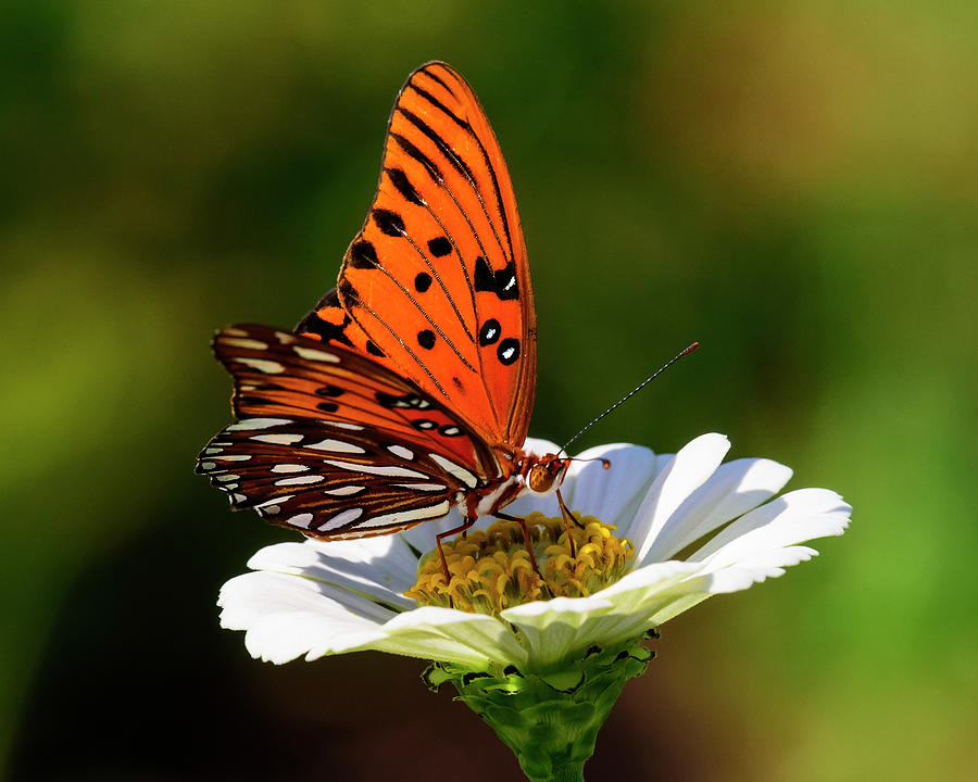 Animal Photograph - Gulf Fritillary Butterfly Pigment Scales by Steve Samples