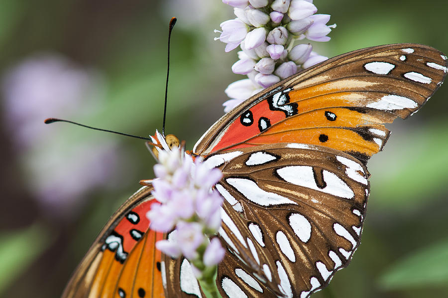 Gulf Fritillary Butterfly Photograph by Robert Potts