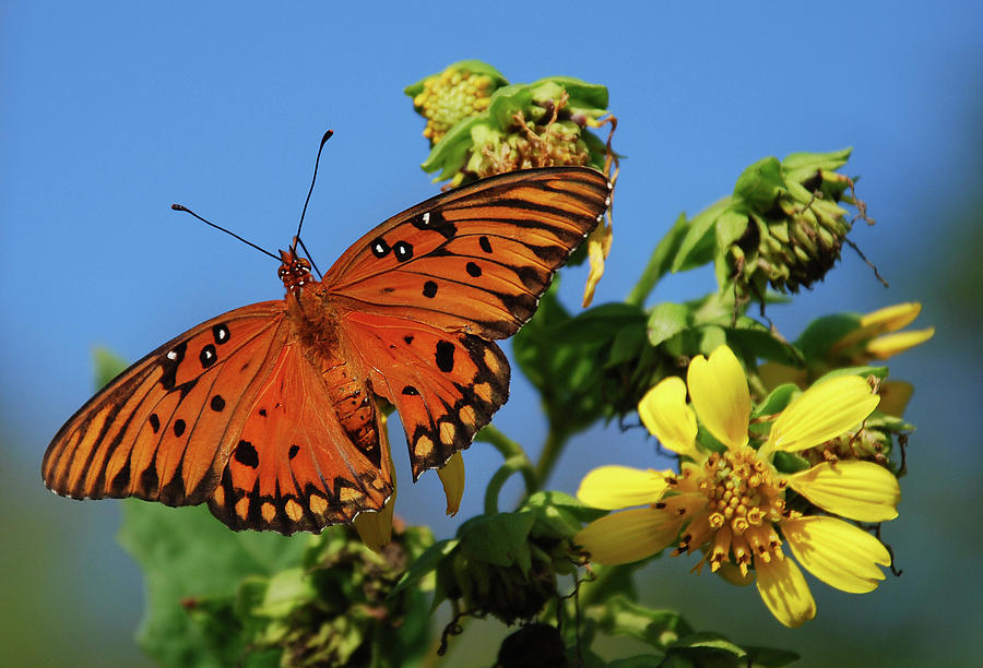 Gulf Fritillary Butterfly Photograph by Skip Willits