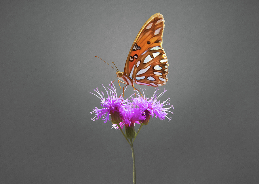 Gulf Fritillary Butterfly Photograph by Steven Michael