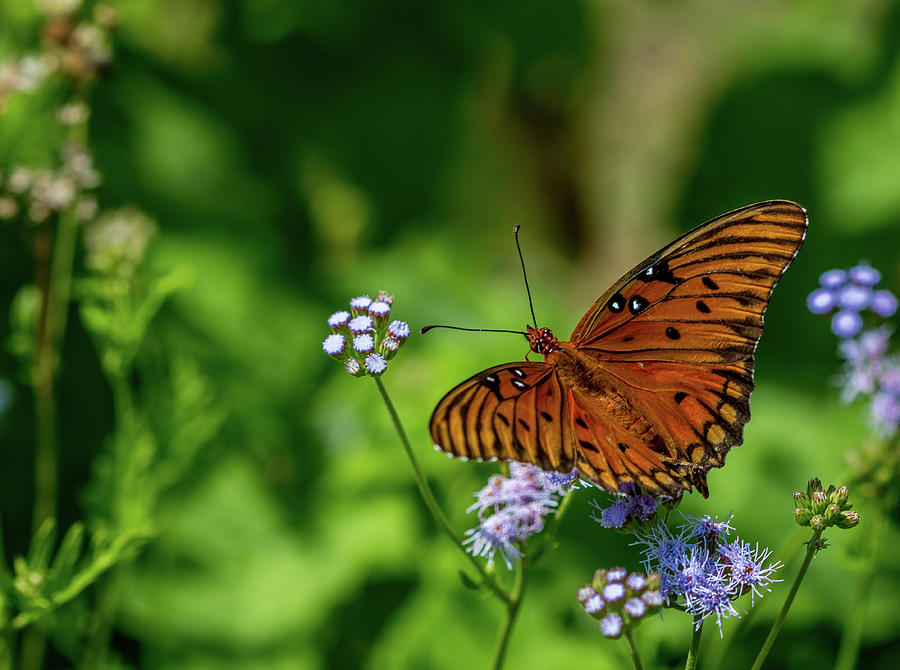 Gulf Fritillary Butterfly Photograph by Susie Weaver