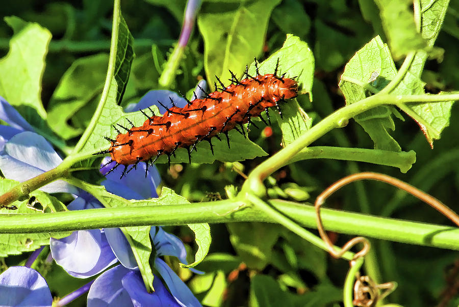 Gulf Fritillary Caterpillar Photograph by HH Photography of Florida