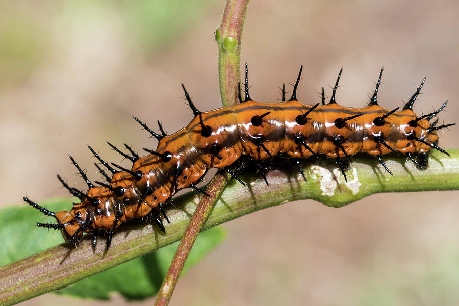 Gulf Fritillary Caterpillar Photograph by Thomas Gremaud