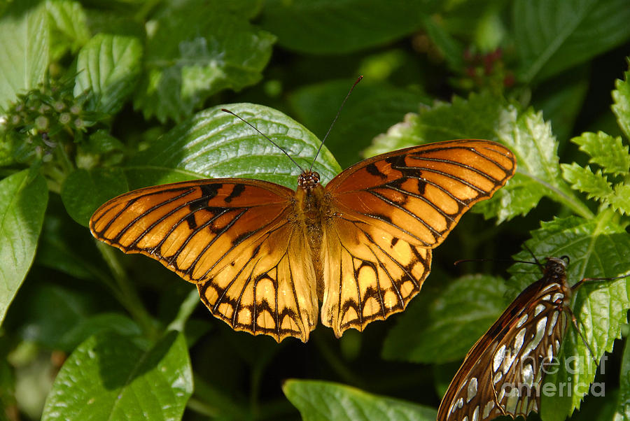 Butterfly Photograph - Gulf Fritillary by David Lee Thompson