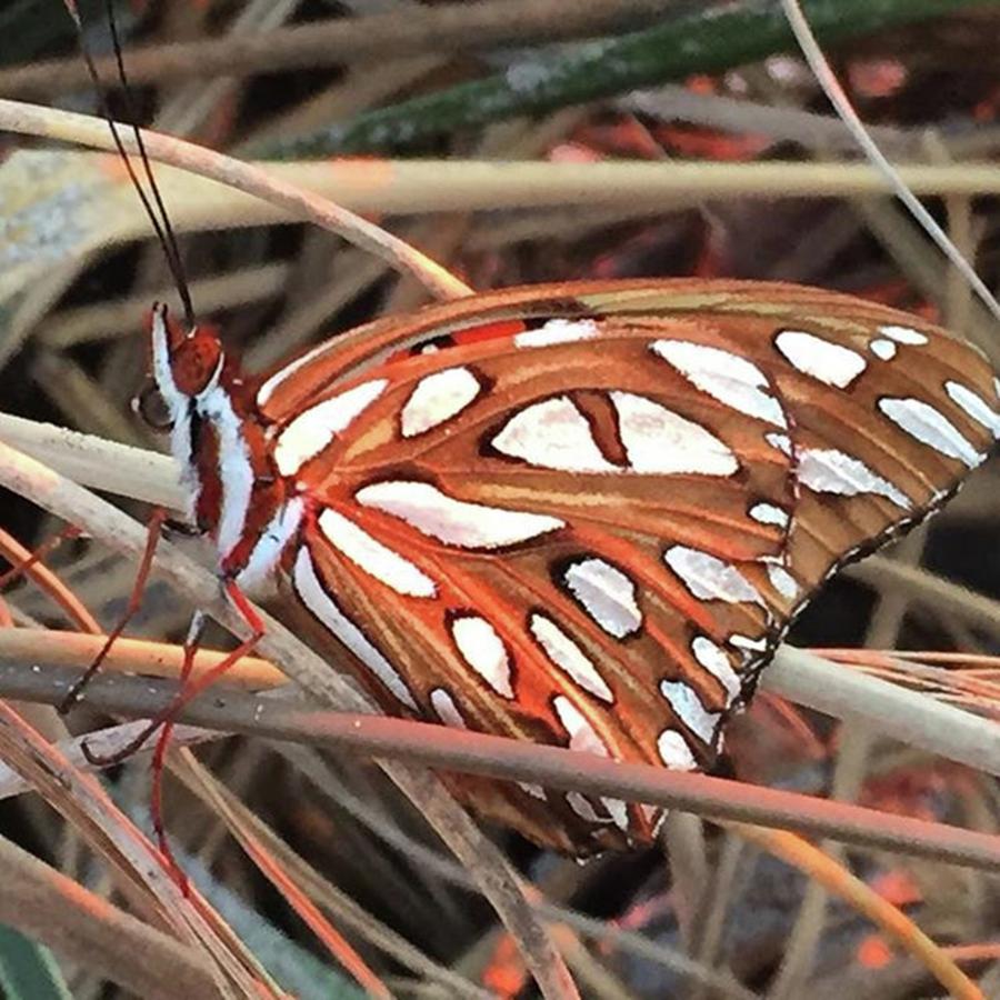 Butterfly Photograph - Gulf Fritillary In The Dunes This by Greg Royce