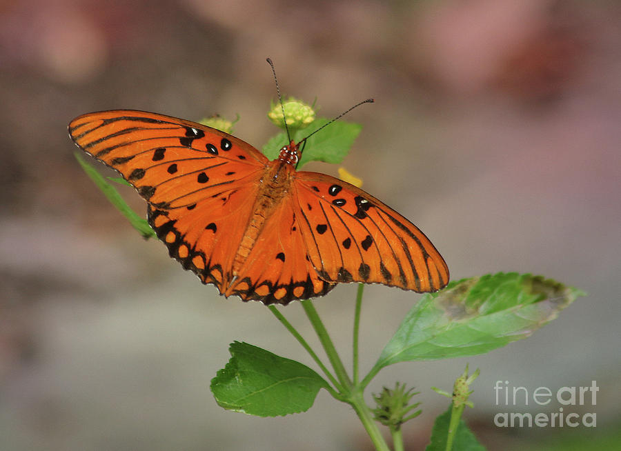 Gulf Fritillary Photograph by Michelle Tinger