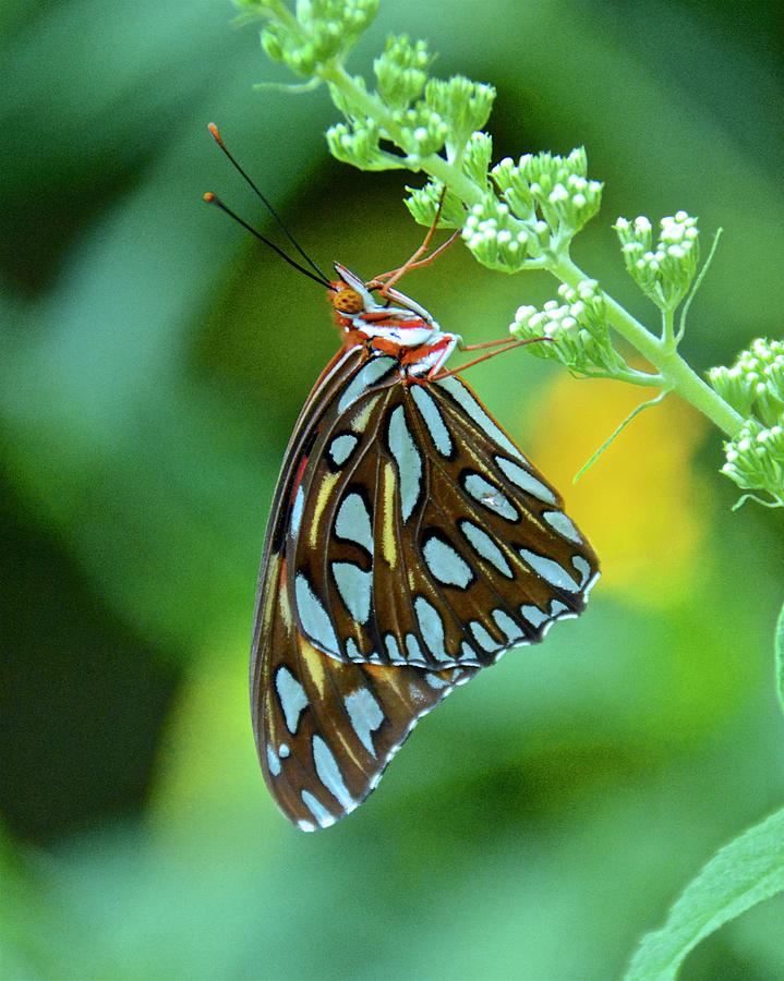 Gulf Fritillary on Butterfly Bush Photograph by Carol Bradley