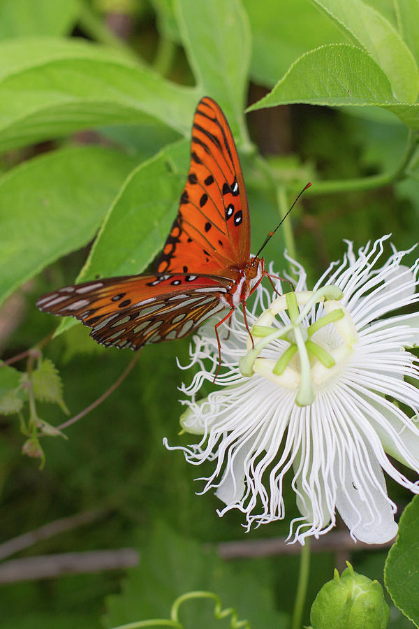 Gulf Fritillary on White Passionflower Photograph by Paul Rebmann
