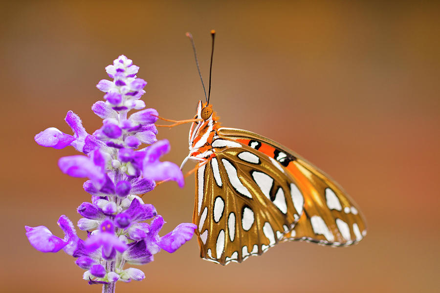 Butterfly Photograph - Gulf Fritillary by Shelley Neff