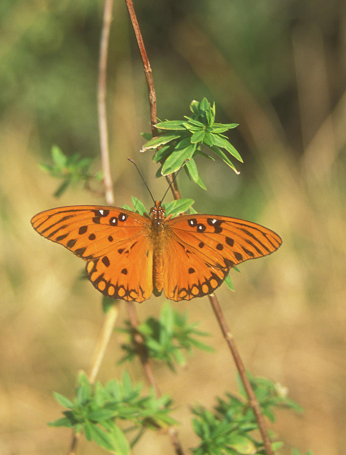 Gulf Frittilary Butterfly Photograph by John Burk