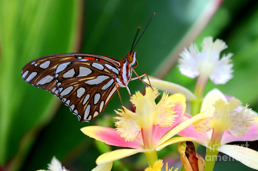 Gulf Frittilary Butterfly Photograph