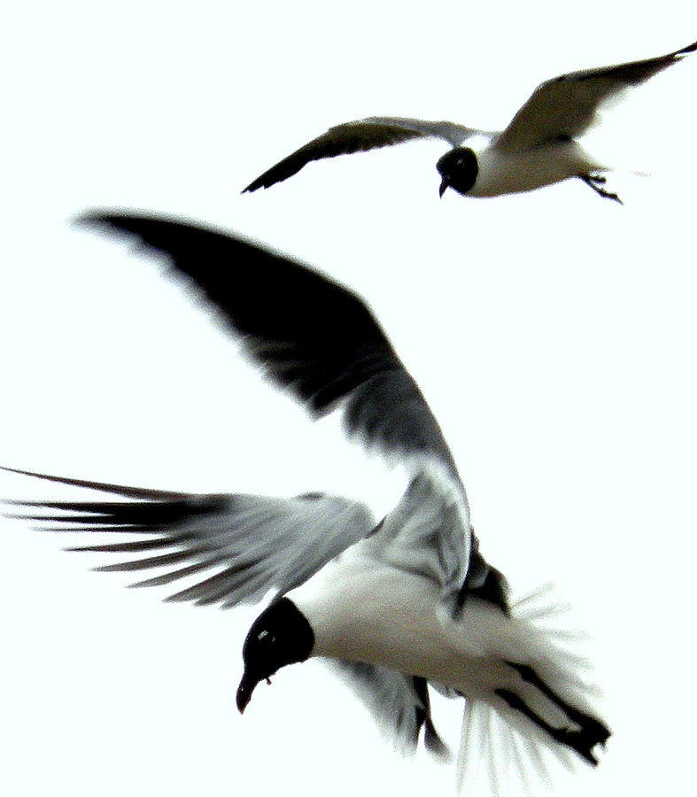 Gulf Gulls Photograph by Antonia Citrino