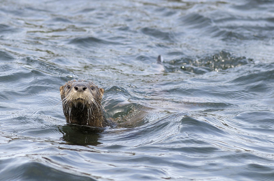 Gulf Islands Otter Photograph by Kevin Oke