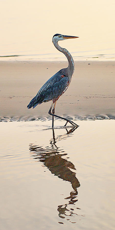 Gulf Port Great Blue Heron Photograph by Scott Cordell