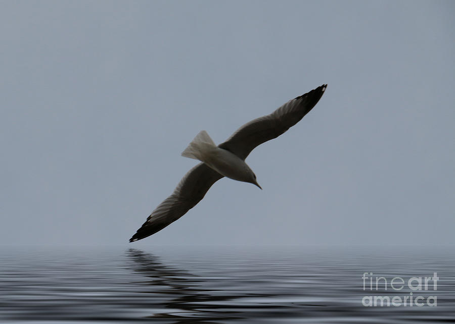 Bird Photograph - Gull 1 by Mim White