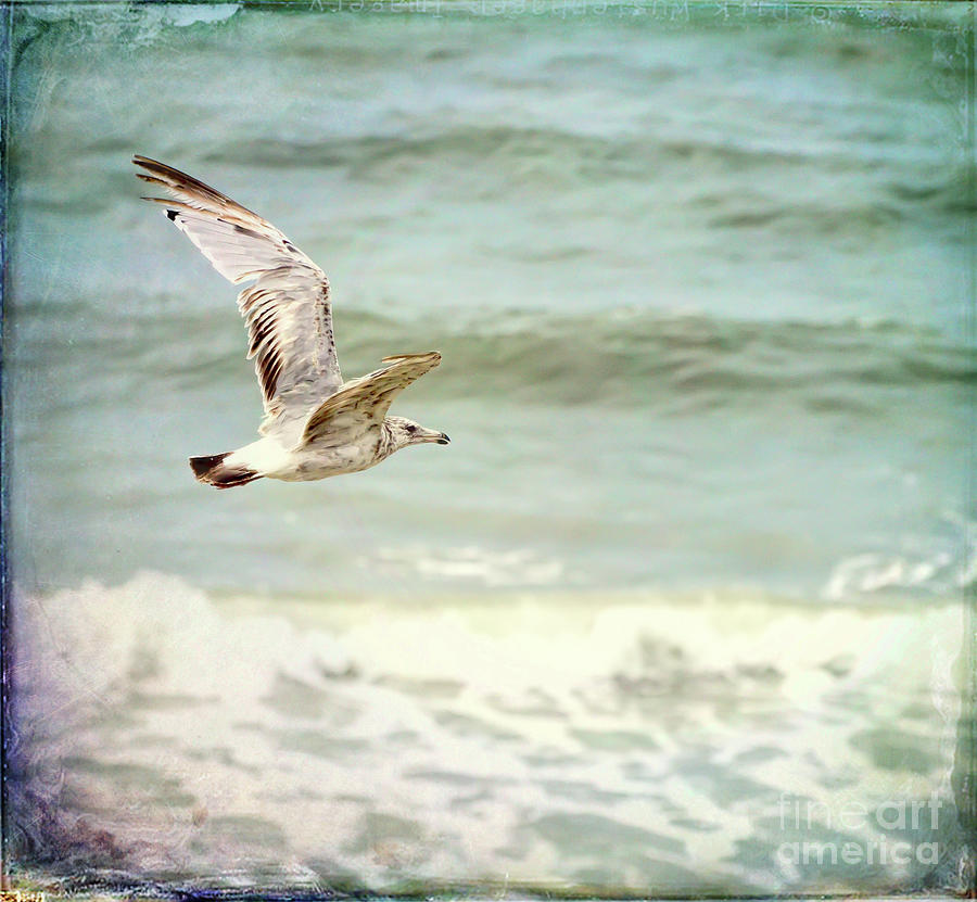 Gull Above The Waves Photograph by Kerri Farley