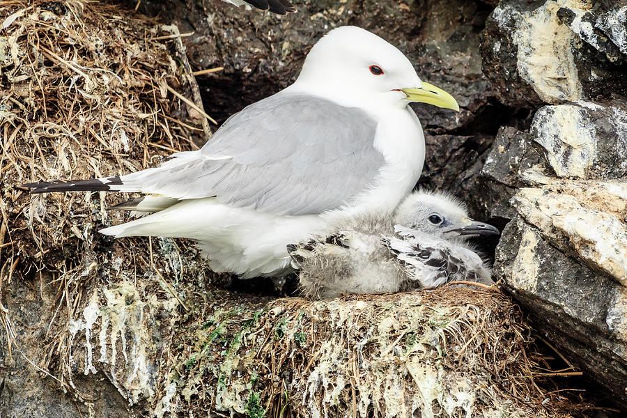 Gull Adult and Chick on Cliff Photograph by Joni Eskridge