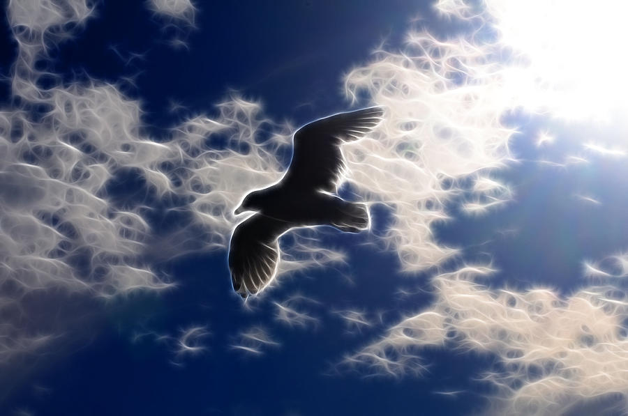 Gull Against Sky Fractal Photograph by Lawrence Christopher