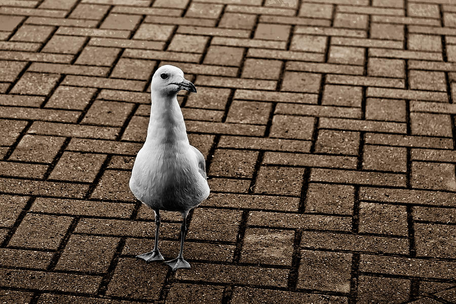 Gull Photograph
