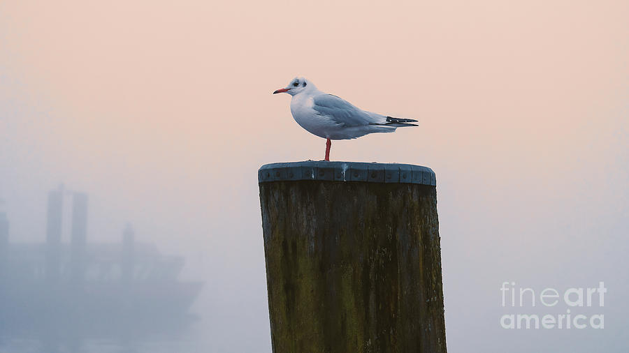 Gull and Fog Photograph by Marina Usmanskaya