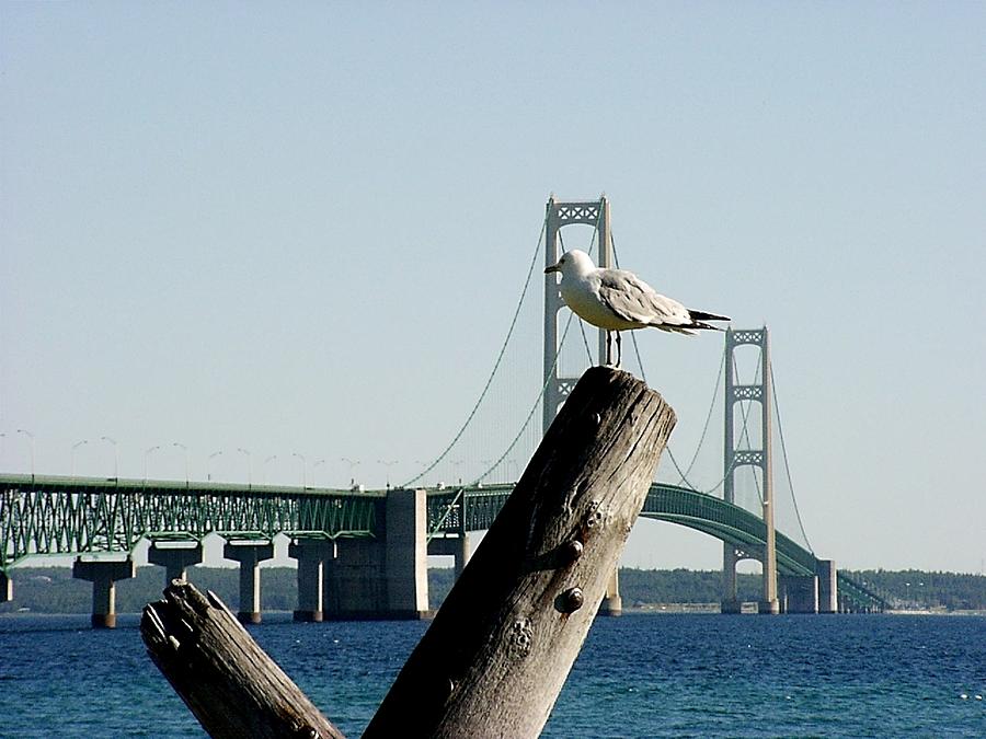 Gull and Mackinac Bridge Photograph by Keith Stokes