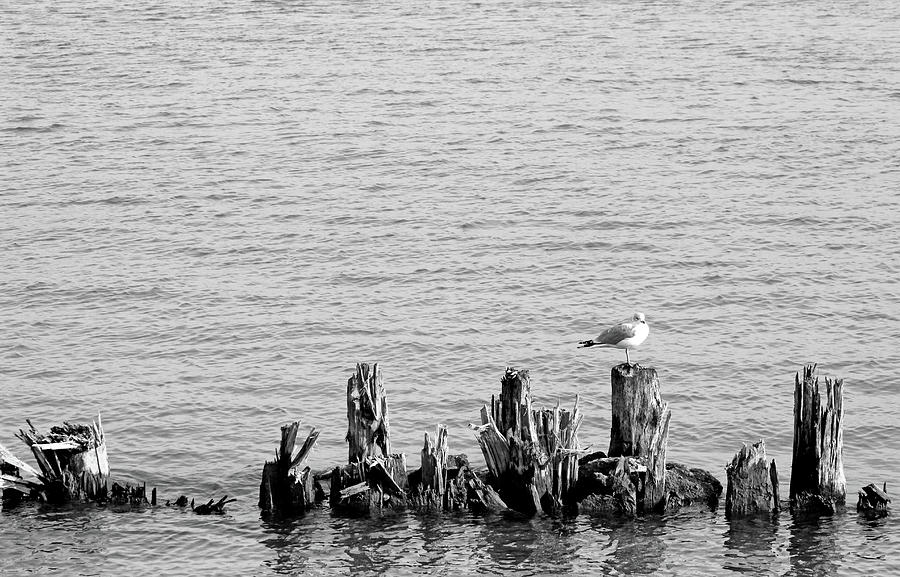 Gull and Pilings BW Photograph by Mary Bedy