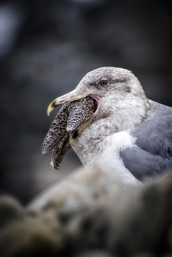 Gull and Seastar Photograph by Robert Potts