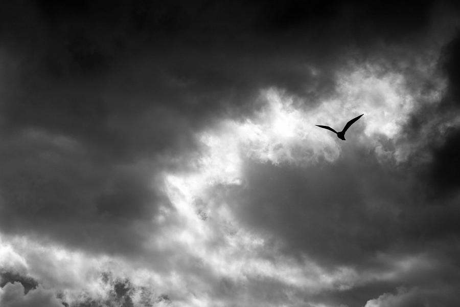Gull and Storm Clouds 1 BW Photograph by Mary Bedy