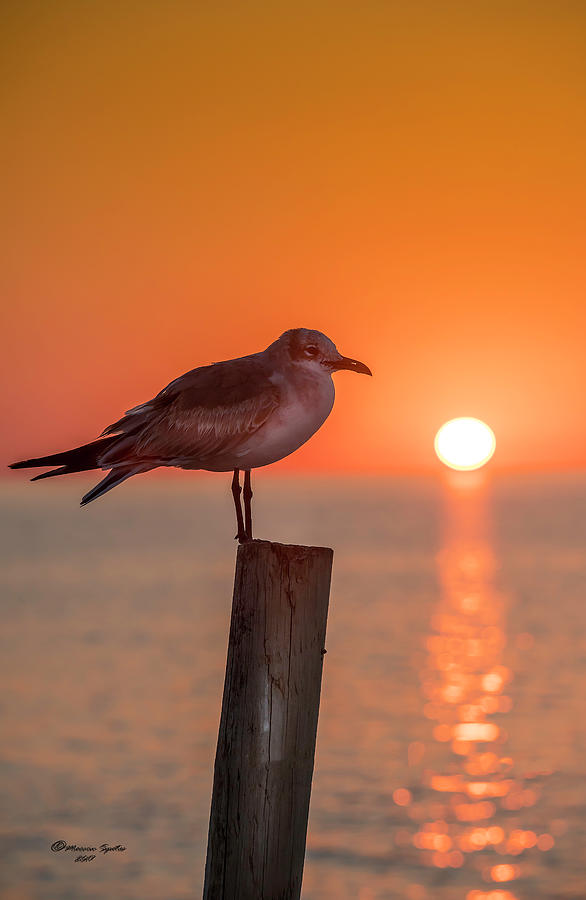 Gull And Sunset Photograph by Marvin Spates