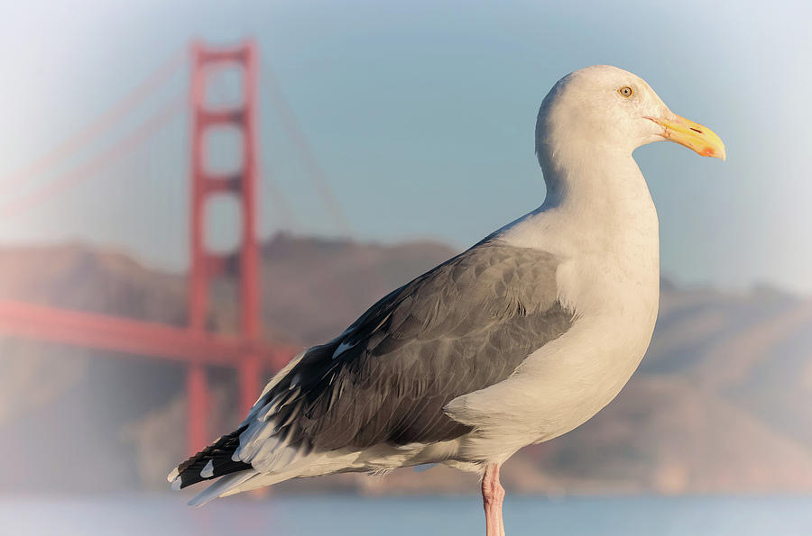 Gull and The City Photograph by Jonathan Nguyen