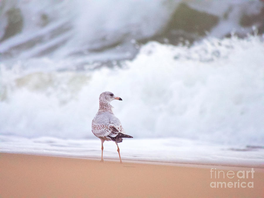 Gull and the Sea Photograph by Rachel Morrison