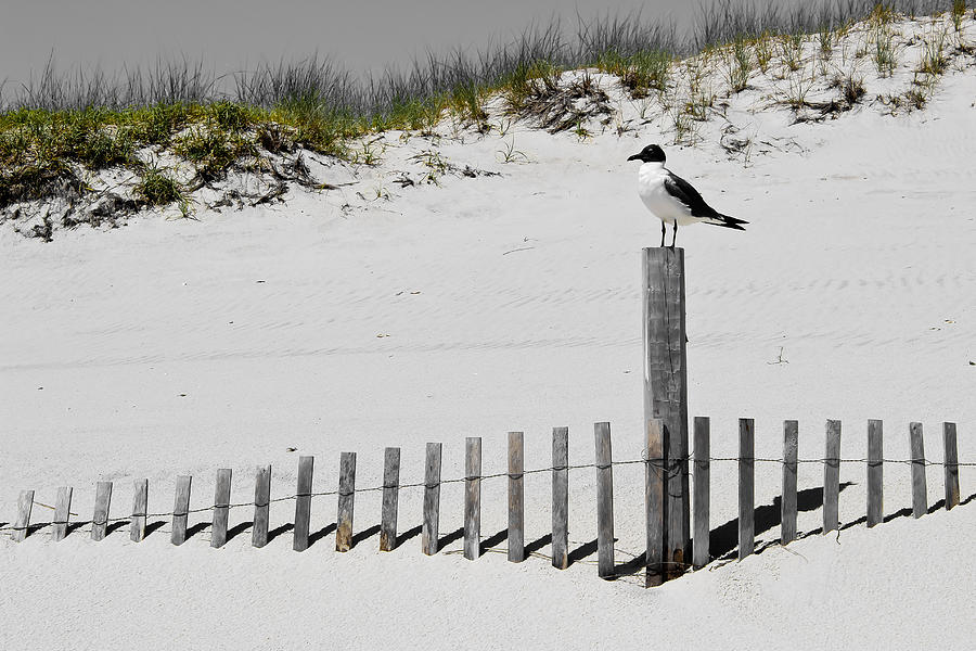 Gull at Island Beach Photograph by Colleen Kammerer