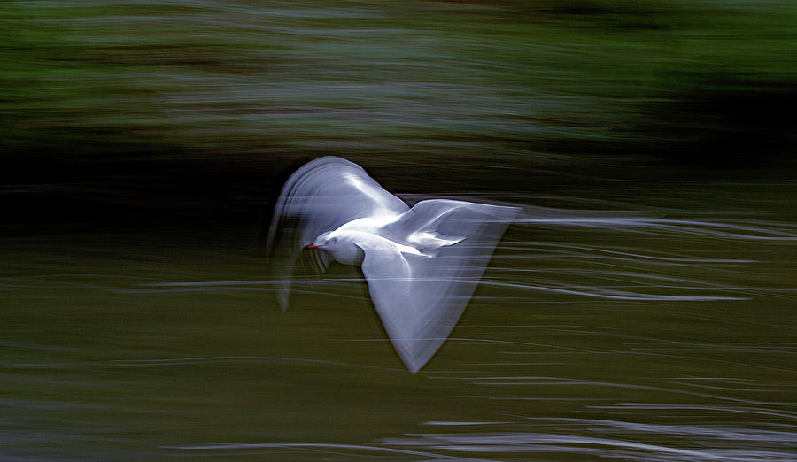 Gull at jet speed Photograph by Ian Watts